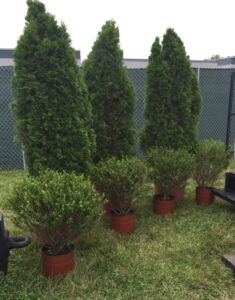 Arborvitaes & Hollies for event rental: Arborvitaes, hollies & topiaries