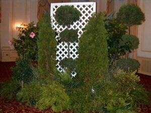 Arborvitaes, Hollies & Topiaries for event rental: Arborvitaes, hollies & topiaries