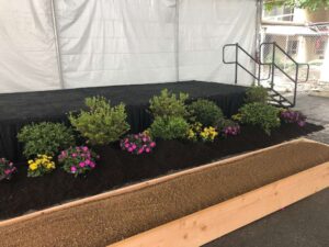 Holly & Floral Grouping for event rental: Arborvitaes, hollies & topiaries