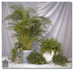 Areca Palms for event rental: Palms