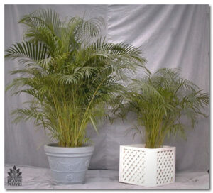 Areca Palms Display for event rental: Palms