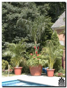 Coco Palm Display for event rental: Palms