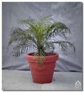 Date Palm for event rental: Palms