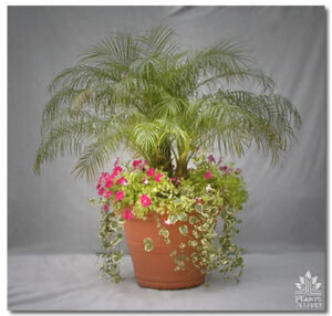 Date Palm with Underplanting for event rental: Palms