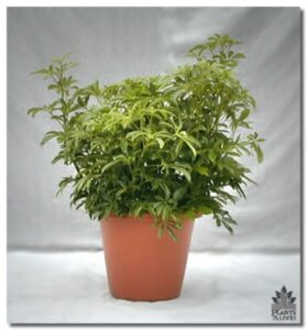 Arboricola for event rental: Foliage, ferns & flowering