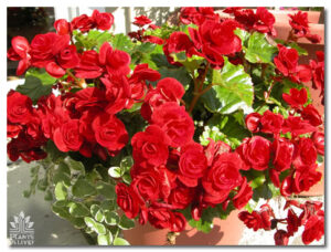Begonia for event rental: Foliage, ferns & flowering