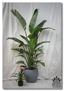 Bird of Paradise for event rental: Foliage, ferns & flowering