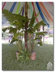 Bird of Paradise Display for event rental: Foliage, ferns & flowering