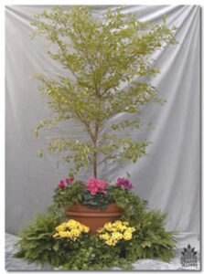 Black Olive with Underplanting for event rental: Trees