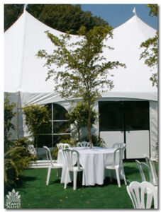 Black Olive Display for event rental: Trees