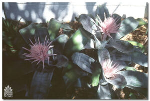Bromeliad for event rental: Foliage, ferns & flowering
