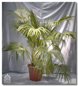 Chinese Fan Palm for event rental: Palms