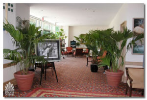 Chinese Fan Palm Event Display for event rental: Palms