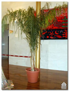 Coco Palm for event rental: Palms