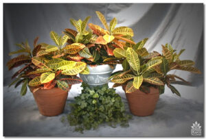 Croton for event rental: Foliage, ferns & flowering