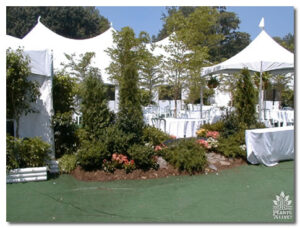 Arborvitae outdoor display for event rental: Arborvitaes, hollies & topiaries