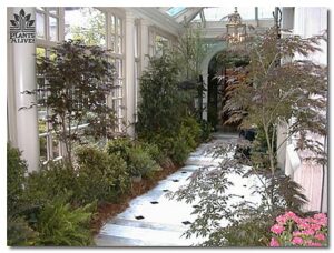 Arborvitae indoor display for event rental: Arborvitaes, hollies & topiaries