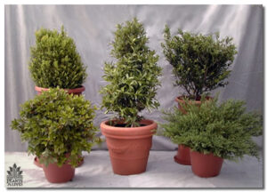 Evergreen Foliage for event rental: Foliage, ferns & flowering