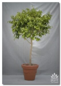6′ Ficus for event rental: Trees