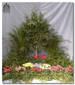 Ficus with Large Underplanting for event rental: Trees
