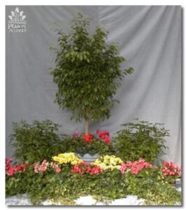 Ficus Tree with Underplanting for event rental: Trees