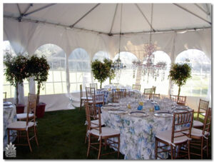Ficus with lights outdoors for event rental: Trees