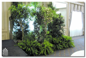 Ferns, Holly, Lighted Ficus for event rental: Foliage, ferns & flowering