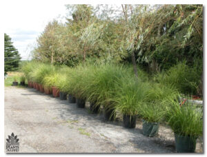 Our Ornamental Grasses Garden for event rental: Grasses