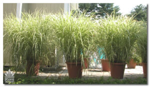 Large Ornamental Grasses for event rental: Grasses