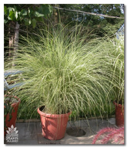 Ornamental Grasses for event rental: Grasses