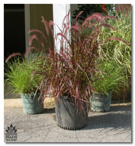 Grasses available in a variety of colors and sizes for event rental: Grasses