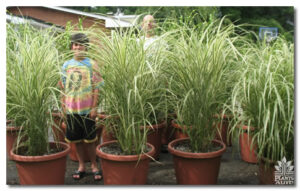 Ornamental grasses for event rental: Grasses