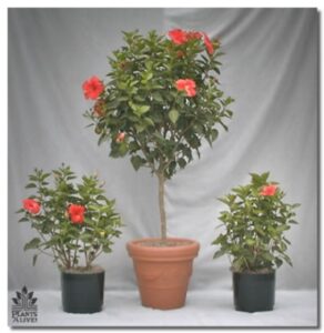 Red Hibiscus 1 for event rental: Trees