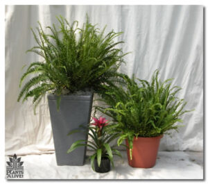 Ferns for event rental: Foliage, ferns & flowering