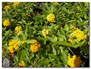Lantana for event rental: Foliage, ferns & flowering