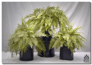 Large Ferns for event rental: Foliage, ferns & flowering