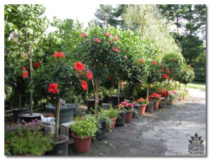 Red Hibiscus 2 for event rental: Trees