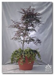 Red Maple with Underplanting for event rental: Trees