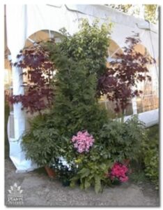 Red maple grouping for event rental: Trees