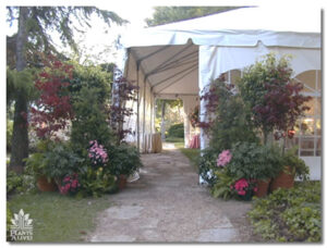Red maple display for event rental: Trees