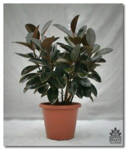 Rubber Plant for event rental: Foliage, ferns & flowering
