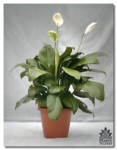 3′ Spathiphyllum for event rental: Foliage, ferns & flowering