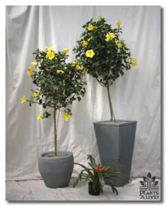Yellow Hibiscus for event rental: Trees