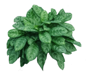 Aglaonema Calypso | Plants Alive! Aglaonema Calypso: Floor plants: 24" and under for offices, low light