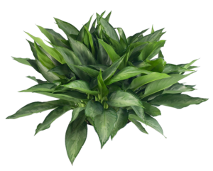 Aglaonema Silverado | Plants Alive! Aglaonema Silverado: Floor plants: 24" and under for offices, low light
