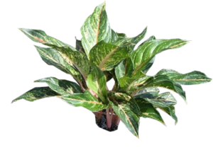 Aglaonema Sparkling Sarah | Plants Alive! Aglaonema Sparkling Sarah: Floor plants: 24" and under for offices, low light