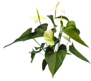 Anthurium White | Plants Alive! Anthurium White: Desk, counter & tabletop for offices, bright indirect light