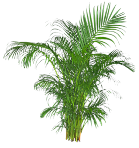 Areca palm floor plant
