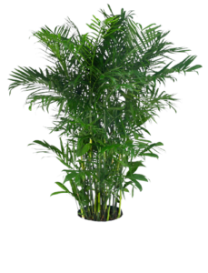 Bamboo Palm | Plants Alive! Bamboo Palm: Floor plants: over 48" for offices, low to medium light