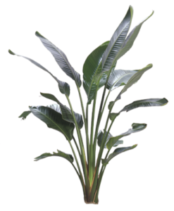 Bird Of Paradise | Plants Alive! Bird Of Paradise: Floor plants: over 48" for offices, bright direct light